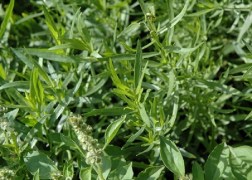 Artemisia dracunculus Tárkony3
